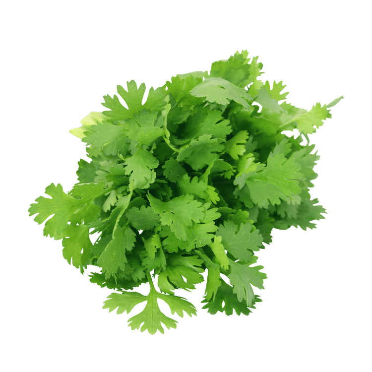 Coriander(Dhaniya)